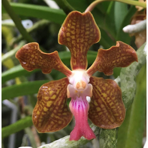 Vanda Kultana Oriental Aroma - Plantae Orchids and Rare Plants
