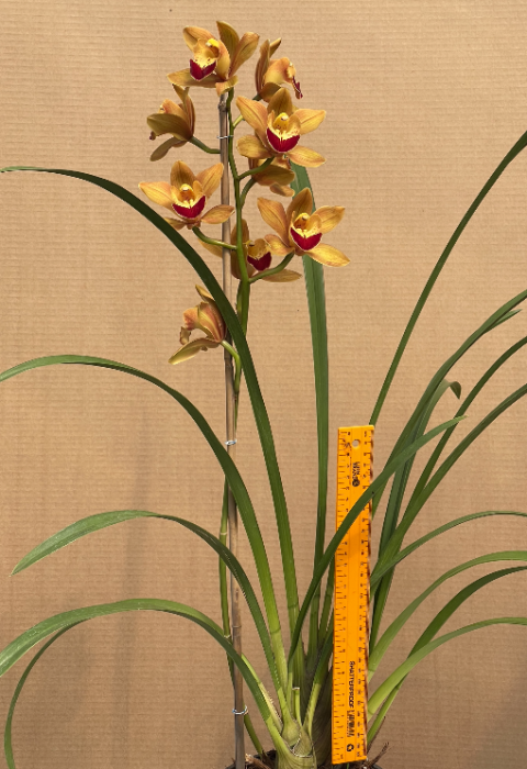 Cymbidium Easter Fire X Roger Lee A Copy Plantae Orchids And Rare Plants 