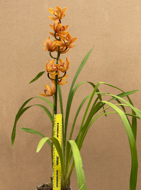 Cymbidium Easter Fire Plantae Orchids And Rare Plants 