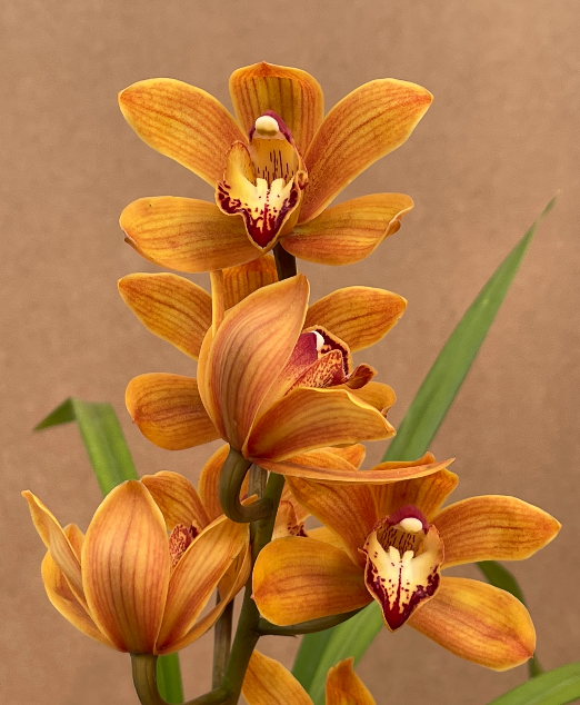 Cymbidium Easter Fire Plantae Orchids And Rare Plants 