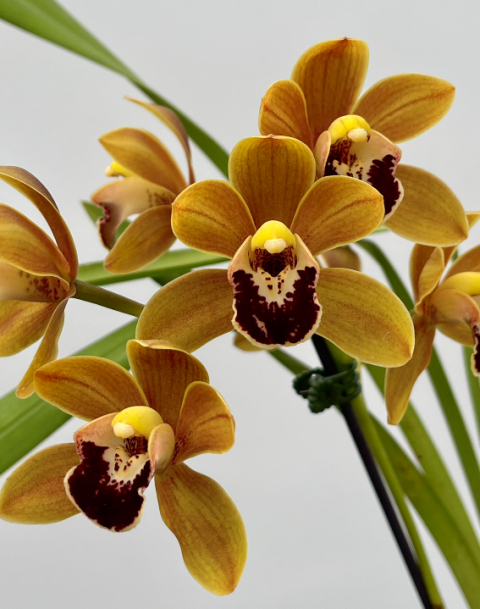 Cymbidium Easter Fire X Pacific Sparkle S1 Plantae Orchids And Rare Plants 