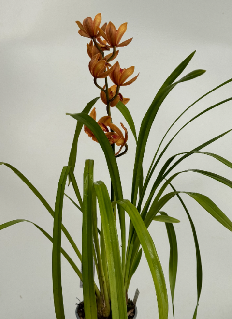 Cymbidium Easter Fire A Plantae Orchids And Rare Plants 